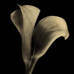 Calla Lilies Sepia | Obraz na stenu