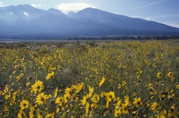 Colorado Mtns Daisies | Obraz na stenu