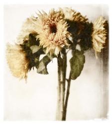 Floral Sunflowers White Soft No Darks | Obraz na stenu