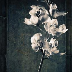 Orchids Stem Texture | Obraz na stenu