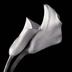 Calla Lilies | Obraz na stenu