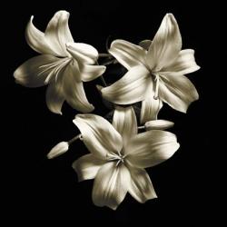 Three Lilies | Obraz na stenu