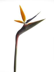 Bird of Paradise | Obraz na stenu