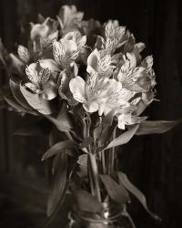 Alstroemeria | Obraz na stenu