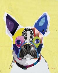 Boston Terrier | Obraz na stenu