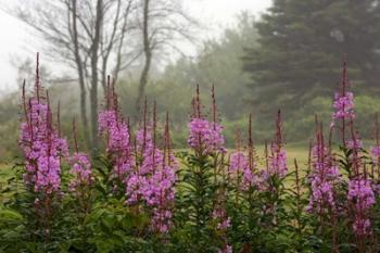 Campobello Lupine | Obraz na stenu