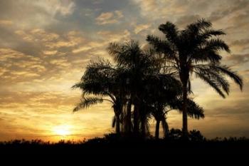 Everglades Sunrise | Obraz na stenu