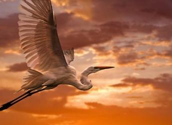 Heron Sunset | Obraz na stenu