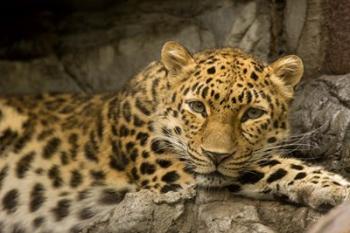 Denver Zoo Snow Leopard | Obraz na stenu