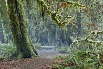 Olympic NP Trail | Obraz na stenu