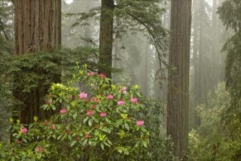 Redwood Fog Rhododendrons | Obraz na stenu