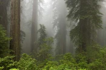 Redwoods NP Fog | Obraz na stenu