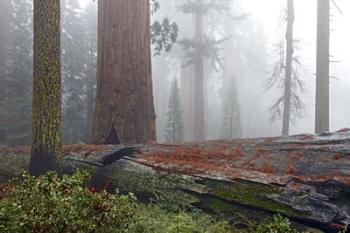 Sequoia Fallen Giant | Obraz na stenu