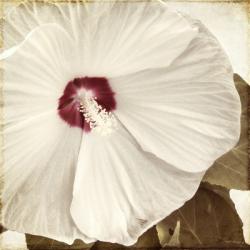 Alabaster Hibiscus | Obraz na stenu