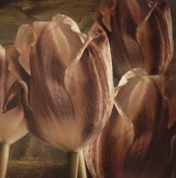 Copper Tulips | Obraz na stenu