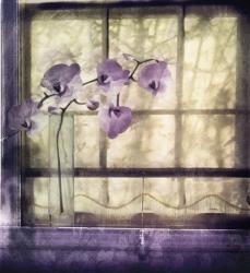 Window Orchids | Obraz na stenu