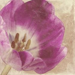 Buttercream Tulip 1I | Obraz na stenu