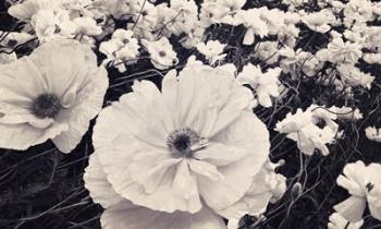 White Poppy Field | Obraz na stenu