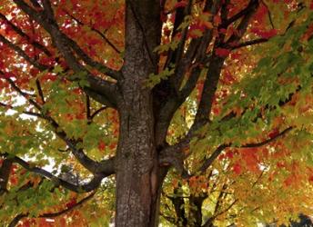 New England Autumn I | Obraz na stenu