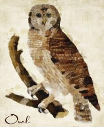 Brown Owl | Obraz na stenu