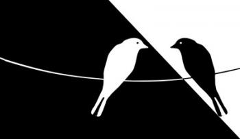 Black and White Birds | Obraz na stenu