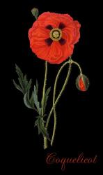 Coquelicot | Obraz na stenu