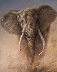 Elephant | Obraz na stenu