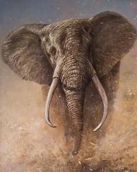 Elephant | Obraz na stenu