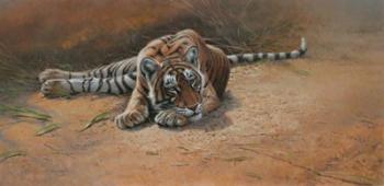 Tiger Cub Heat Of The Day | Obraz na stenu