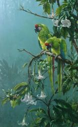 Buffons Macaws | Obraz na stenu