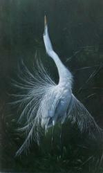 Displaying Egret | Obraz na stenu