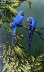 Pair of Blue Parrots | Obraz na stenu