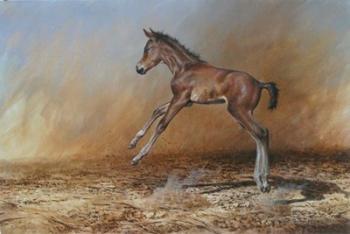 Foal Jumping For Joy | Obraz na stenu