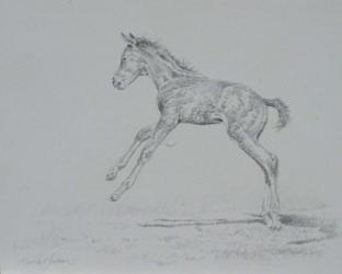 Foal Sketch | Obraz na stenu