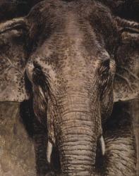 Elephant Portrait | Obraz na stenu