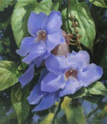 Blue Flowers | Obraz na stenu