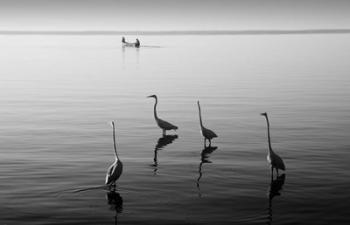 4 Heron and Boat | Obraz na stenu