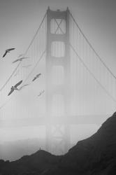 Golden Gate Pier and Birds II | Obraz na stenu