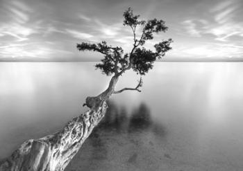 Water Tree XIII | Obraz na stenu