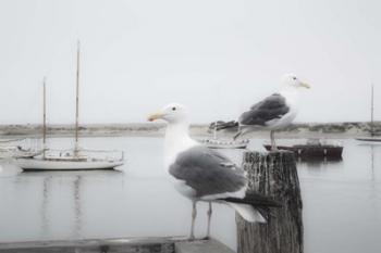 Two Seagulls & Boats | Obraz na stenu
