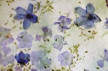 Flores en Hielo III | Obraz na stenu