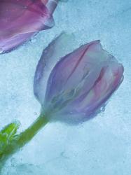 Flowers on Ice-2 | Obraz na stenu
