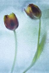Flowers on Ice-8 | Obraz na stenu