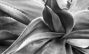 Agave Americana | Obraz na stenu