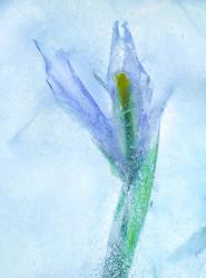 Flores Azules 56 | Obraz na stenu