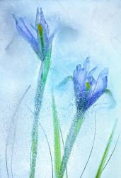Flores Azules 57 | Obraz na stenu