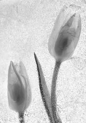Tulipanes Blancos 33-2 | Obraz na stenu
