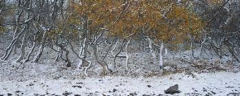 Tired Trees 2 | Obraz na stenu