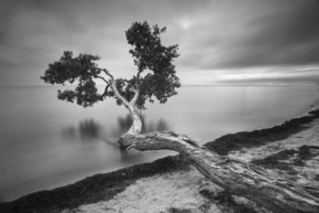 Water Tree 10 BW | Obraz na stenu