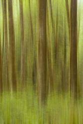 Blurred Trees 1 | Obraz na stenu